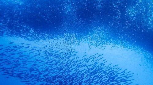 海洋深处手机在线观看,手机在线揭秘神秘海洋世界 第1张 海洋深处手机在线观看,手机在线揭秘神秘海洋世界 第1张