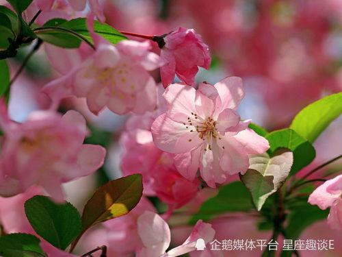 小鱼海棠的早期爆料视频,早期爆料视频背后的奇幻世界  第3张