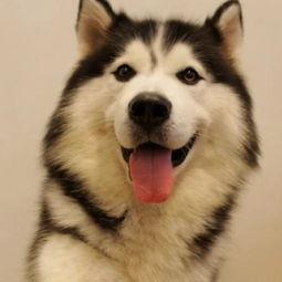 哈士奇游戏爆料视频,神秘元素与刺激冒险即将开启！